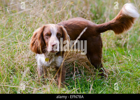Cocker spaniel cocking leg on long grass in field Stock Photo