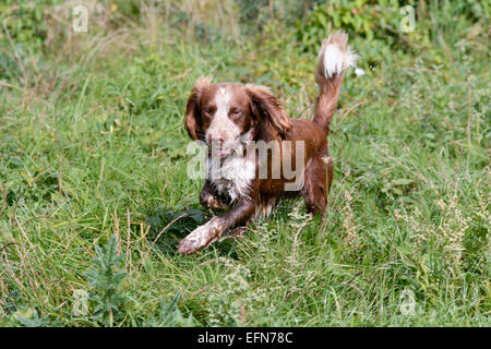 Cocker spaniel running quickly through long grass in field Stock Photo