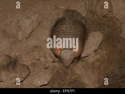 South American big hairy armadillo (Chaetophractus villosus)