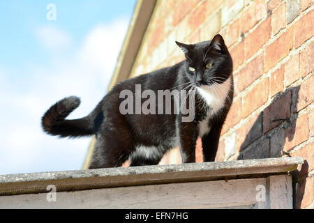 Black and white tom cat surveying his kingdom stood on shed roof Stock Photo