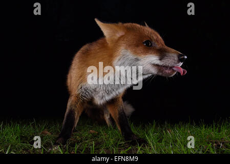 Urban fox poking his tongue out, London UK. Stock Photo