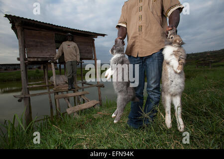 Rwandan farmers show off domestic rabbits outside their hutches which ...