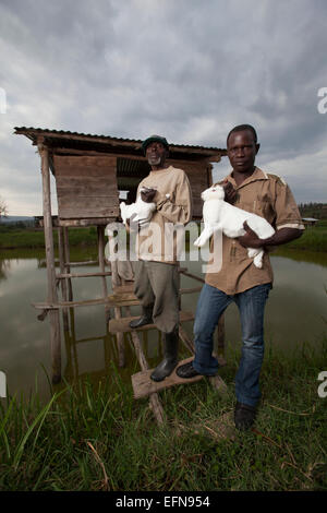 Rwandan farmers show off domestic rabbits outside their hutches which ...