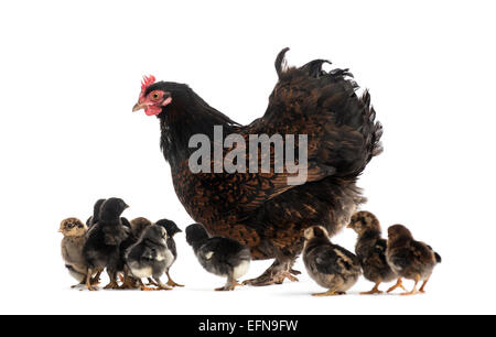 Hen and her chicks against white background Stock Photo
