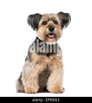 Crossbreed dog (10 years old) against a white background Stock Photo