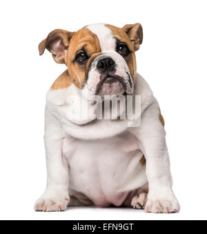 English Bulldog puppy (3 months old) against white background