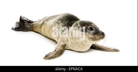 Common seal pup against white background Stock Photo