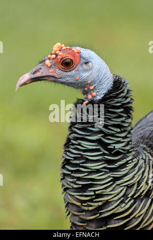 Ocellated Turkey Meleagris ocellata Male - Head In Detail Stock Photo