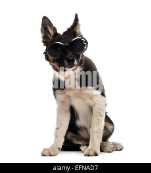 Border collie sitting and wearing sunglasses against a white background Stock Photo
