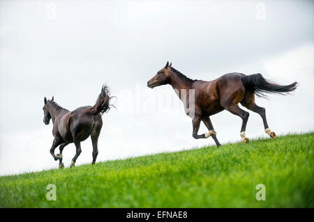 Horses galloping in a field Stock Photo