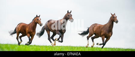 Horses galloping in a field Stock Photo