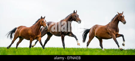 Horses galloping in a field Stock Photo