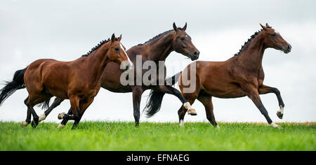 Horses galloping in a field Stock Photo