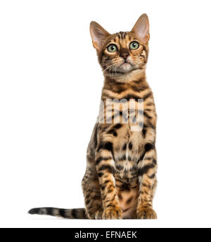 Young Bengal cat sitting (5 months old), in front of white background Stock Photo