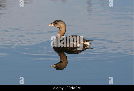 Pied billed grebe swimming with reflection Florida USA