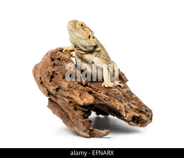 Bearded Dragon, Pogona vitticeps, against white background Stock Photo