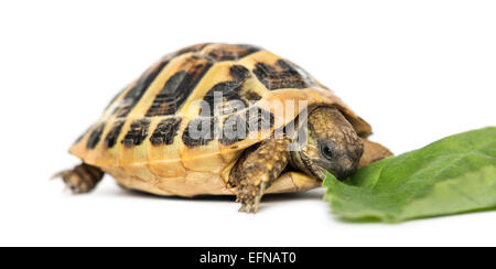 Hermann's tortoise eating salad against white background Stock Photo