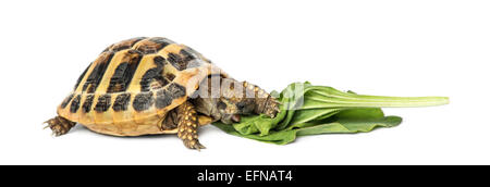 Hermann's tortoise eating salad against white background Stock Photo