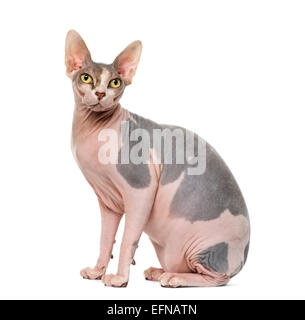 side view of a hairless sphynx cat looking up smelling something in ...