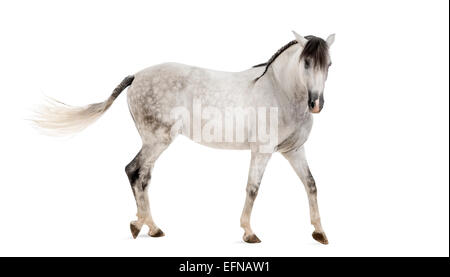 Andalusian horse against white background Stock Photo