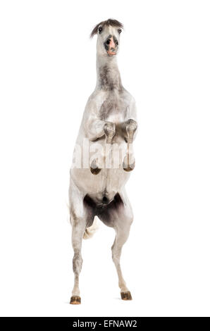 Andalusian horse rearing up against white background Stock Photo