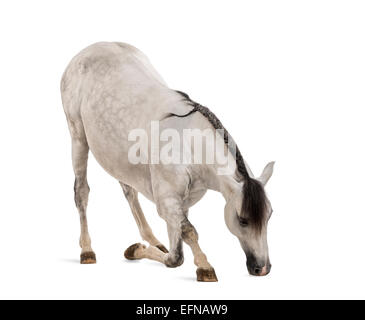 Andalusian horse bowing against white background Stock Photo