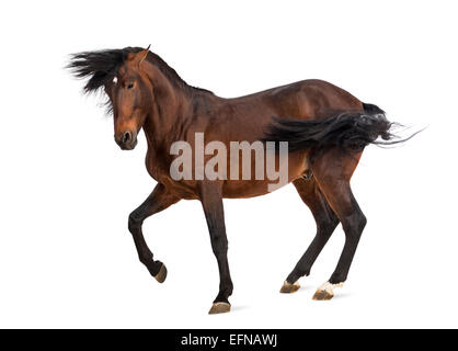 Andalusian horse trotting against white background Stock Photo