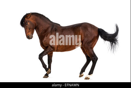 Andalusian horse trotting against white background Stock Photo