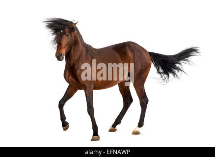 Andalusian horse trotting Stock Photo