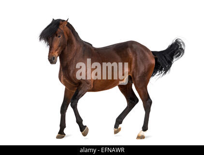 Andalusian horse trotting against white background Stock Photo