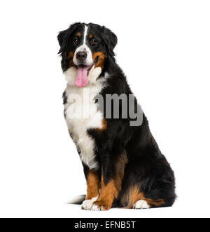 Bernese Mountain Dog against white background Stock Photo