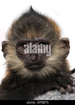 Close-up of a baby Francois Langur (4 months) Trachypithecus francoisi, against white background Stock Photo