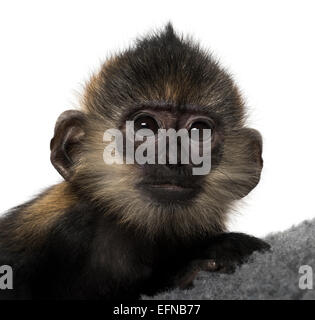 Close-up of a baby Francois Langur (4 months) Trachypithecus francoisi, against white background Stock Photo