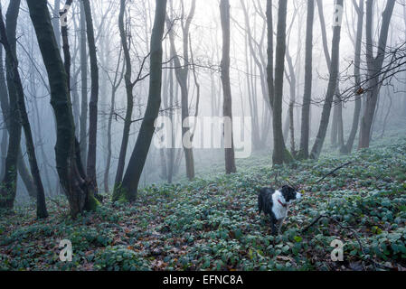 A Border Collie in a woodland on a misty winter morning in Derbyshire, England. Stock Photo