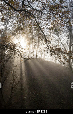 Sunbeams in an English woodland in winter. Stock Photo