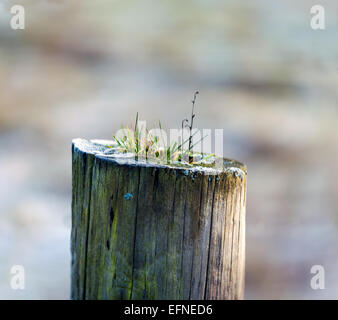 Old fence post with lichen growing on it Stock Photo