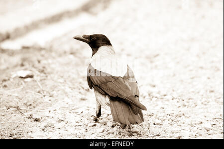 Hooded crow Stock Photo