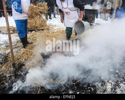 Old fashioned pig slaughtering in region of Vojvodina Stock Photo