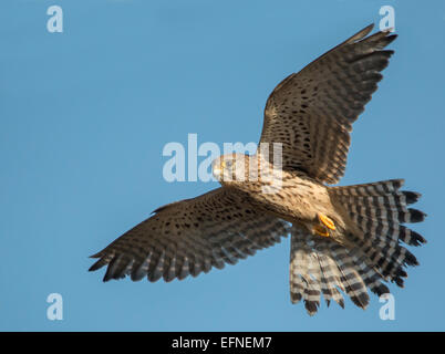 kestrel in flight Stock Photo