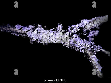 Lichen on a branch in ultraviolet Stock Photo