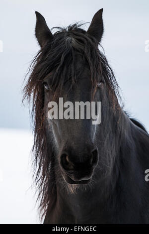 Portrait beauty friesian horse in winter Stock Photo