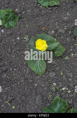 Yellow Begonia Flowers Stock Photo