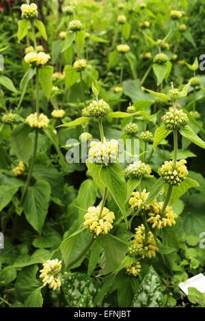 Phlomis fruticosa or Jerusalem sage or Turkish Sage Flowers Stock Photo