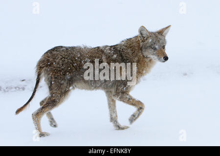 Coyote with Mange Stock Photo - Alamy