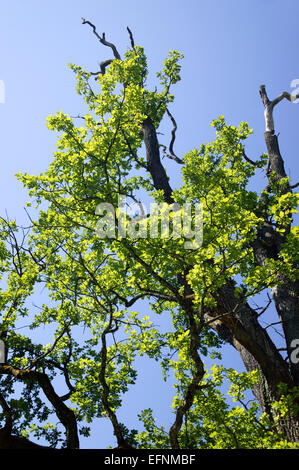 Baum, Eiche, Gruen, Bl‚tter, Blauer Himmel, Alt, Aeste, Stamm, Natur, Symbol, Pflanzen, Ruhe, Vegetation, Laubbaum, Sommer Stock Photo