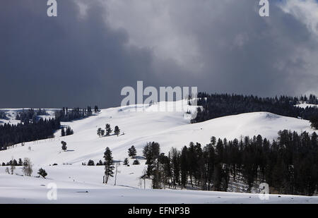 Specimen Ridge, located in Yellowstone National Park, is known for its ...