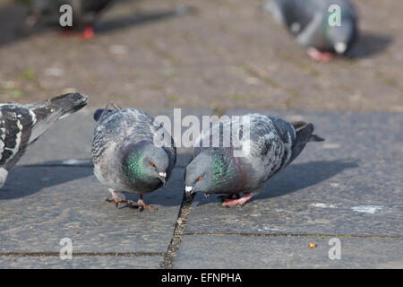 Feral Domestic Pigeons (Columba livia). Free living domesticated birds, sometimes escaped racing pigeons. Stock Photo