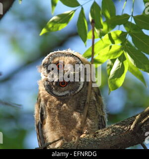 asio otus juvenile ( long-eared owl ) hiding in the shade of a  tree, very curious about camera