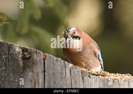 curious eurasian  jay ( garrulus glandarius ) at seed feeder Stock Photo