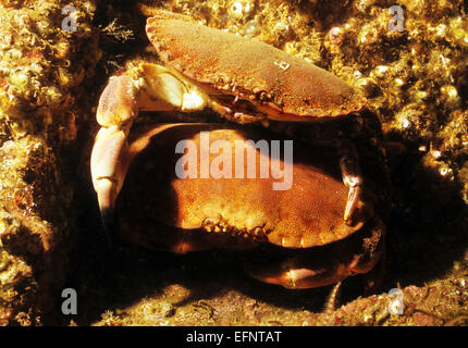 Underwater marine life, out of Eyemouth. Scotland. Amazing and wonderful, colourful creatures under the sea. Stock Photo